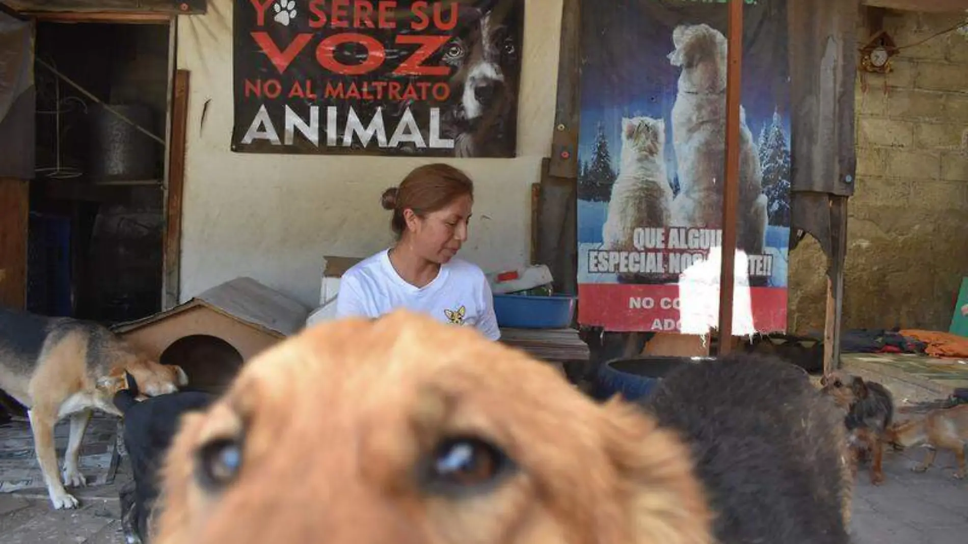 Loca de los perros (2)